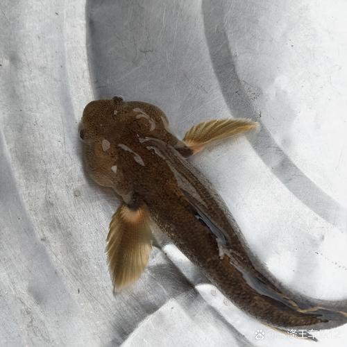 6cm小魚長到20厘米圖片：2019年批次七彩神仙魚成長記錄:七彩神仙魚成長記錄