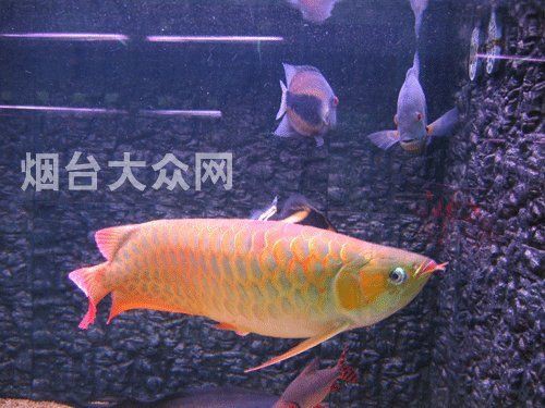 中國最貴的紅龍魚在哪里？：中國最貴的紅龍魚