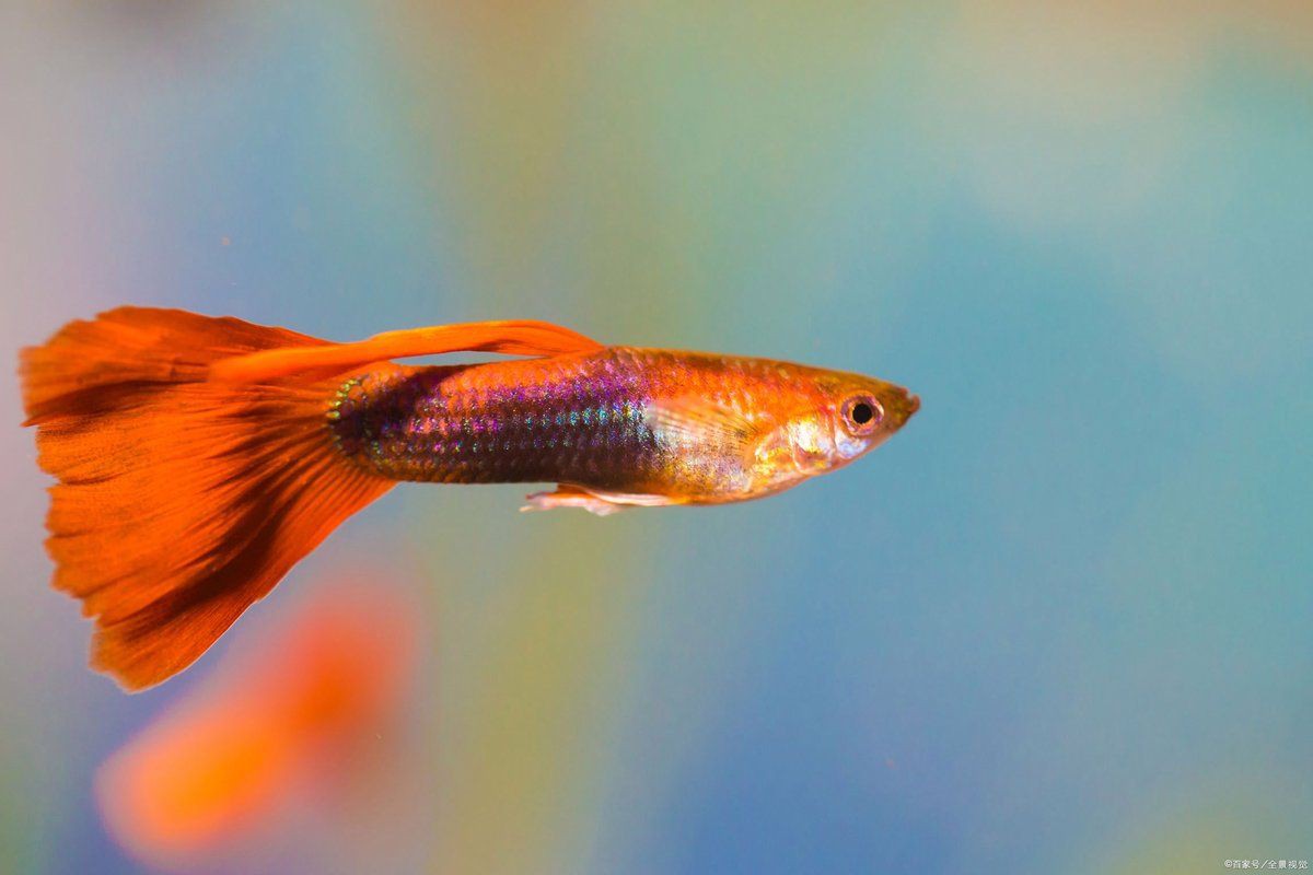 孔雀魚催生最快方法：孔雀魚催產最快方法