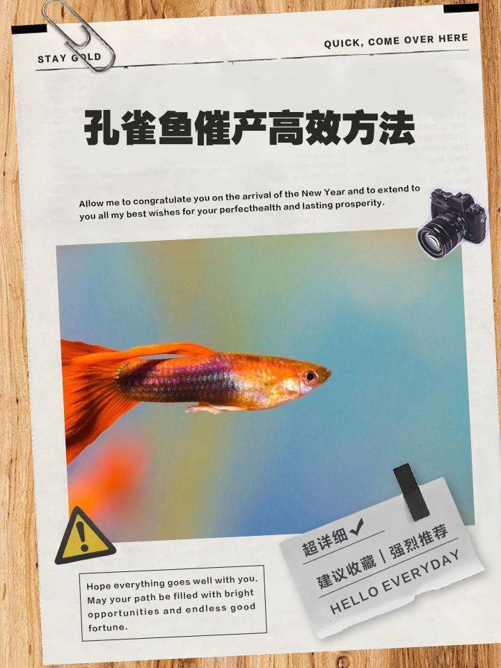 孔雀魚催生最快方法：孔雀魚催產最快方法