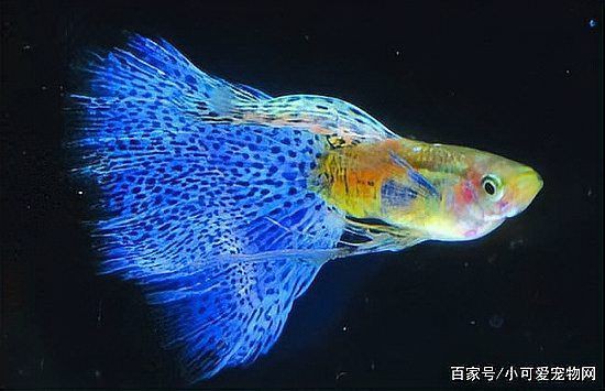孔雀魚催生最快方法：孔雀魚催產最快方法