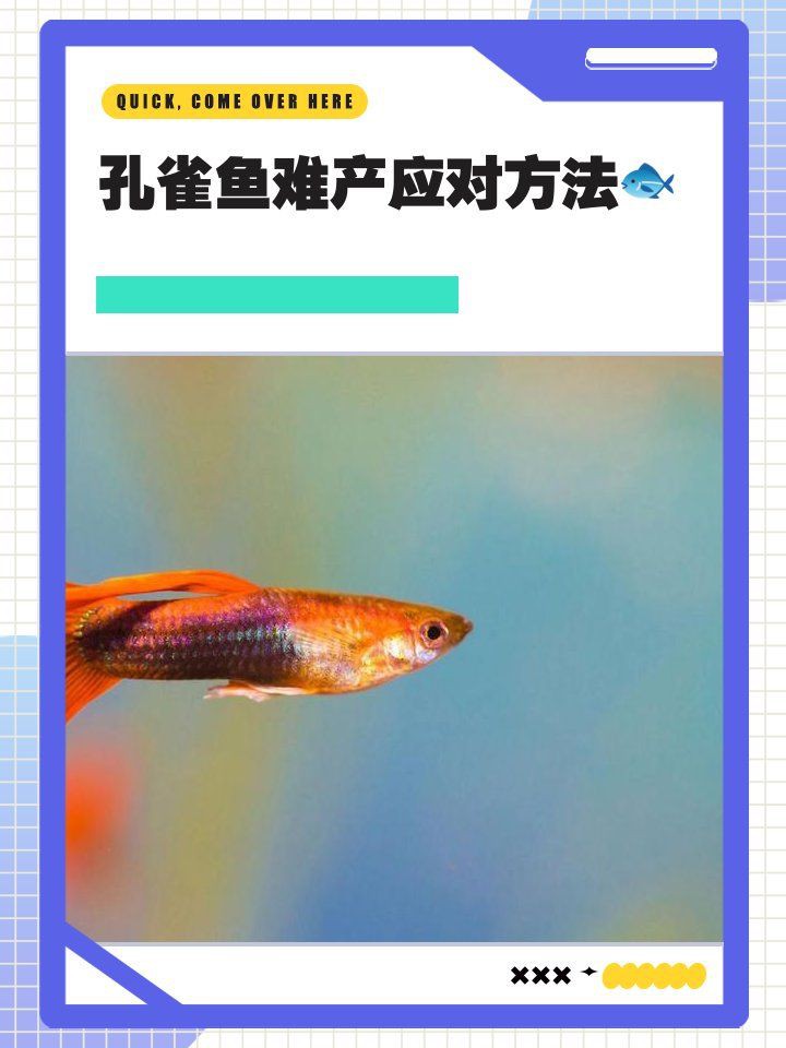 孔雀魚催生最快方法：孔雀魚催產最快方法