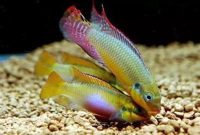 三紋印尼虎多大紋路穩定：三紋印尼虎紋路穩定性與個體發育階段密切相關研究