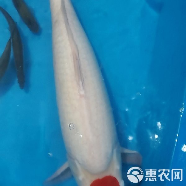 丹頂錦鯉的價格表：丹頂錦鯉價格全解析