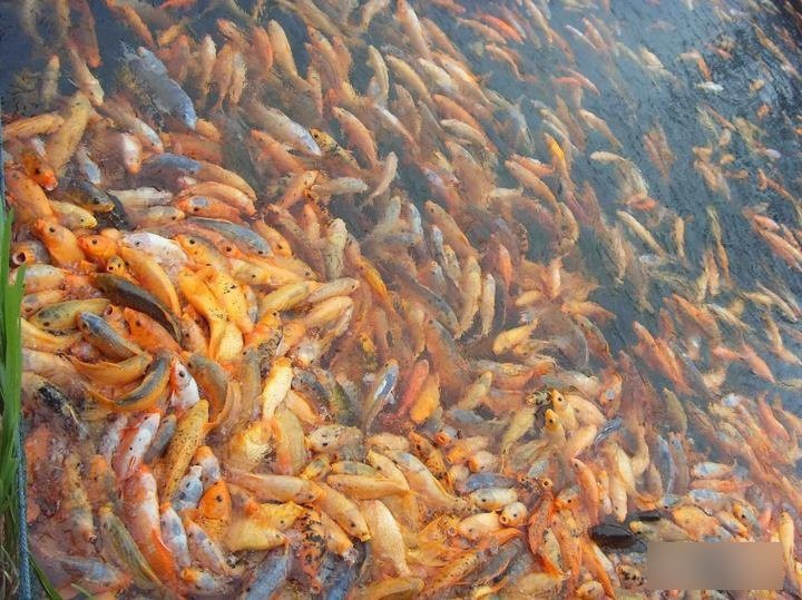 丹頂錦鯉的價格表：丹頂錦鯉價格全解析