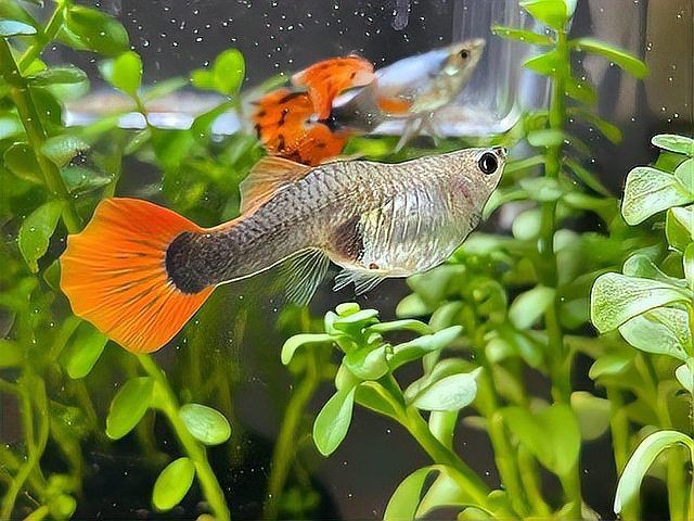 孔雀魚繁殖周期是多久？：孔雀魚多久繁殖一次