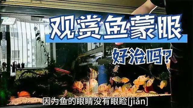 如何預防觀賞魚蒙眼病？：觀賞魚眼睛白蒙這些方法幫你解決觀賞魚眼睛白蒙這些方法
