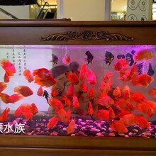無錫魚缸店：無錫生態(tài)魚缸專賣店