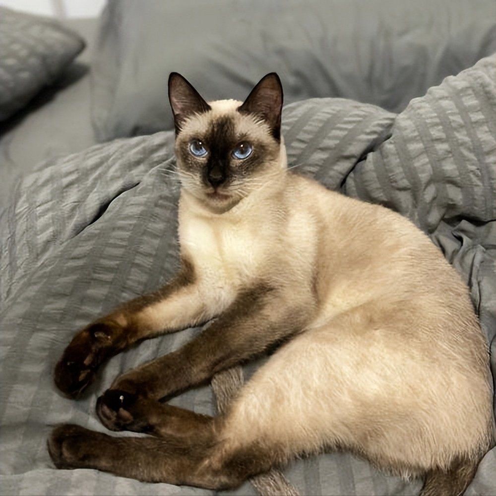 貓智商排名一覽表：貓咪“智商排行榜”來了，你家貓排第幾名竟是它多數人猜錯