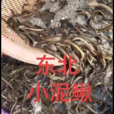 泥鰍批發(fā)市場(chǎng)：泥鰍市場(chǎng)價(jià)格多少錢一斤