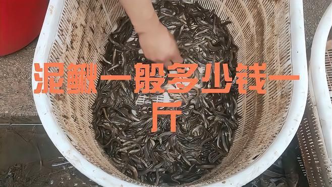 泥鰍批發(fā)市場(chǎng)：泥鰍市場(chǎng)價(jià)格多少錢一斤