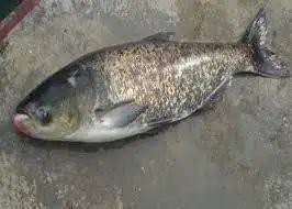 東北青魚又叫什么魚：東北\