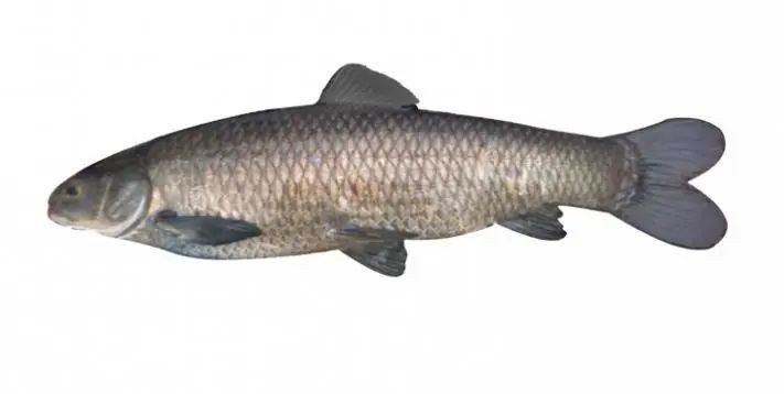 東北青魚又叫什么魚：東北\