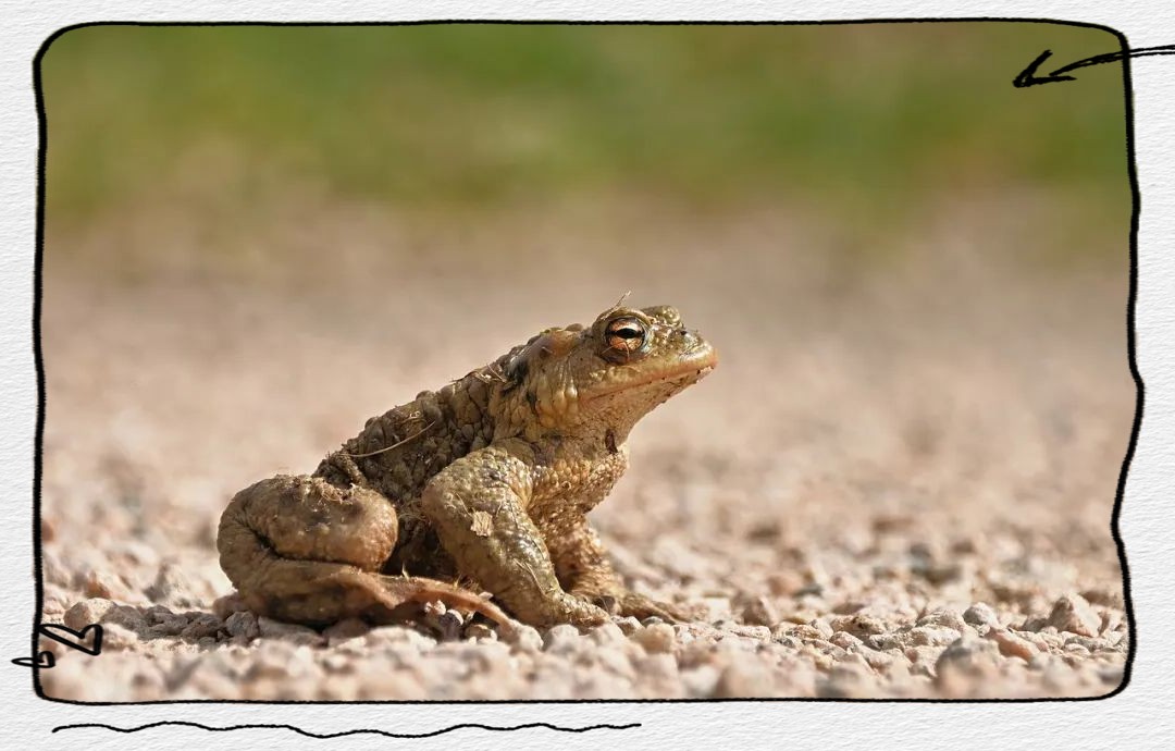 三種人不宜擺放金蟾：什么屬相不能擺金蟾