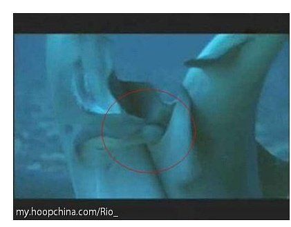 母鯨魚的陰部直徑是多少:藍鯨魚的生殖有多長念念師語課藍鯨魚的生殖技巧大揭秘 龍魚百科 第2張 母鯨魚的陰部直徑是多少:藍鯨魚的生殖有多長念念師語課藍鯨魚的生殖技巧大揭秘 母鯨魚的陰部直徑是多少:藍鯨魚的生殖有多長念念師語課藍鯨魚的生殖技巧大揭秘 龍魚百科 第2張