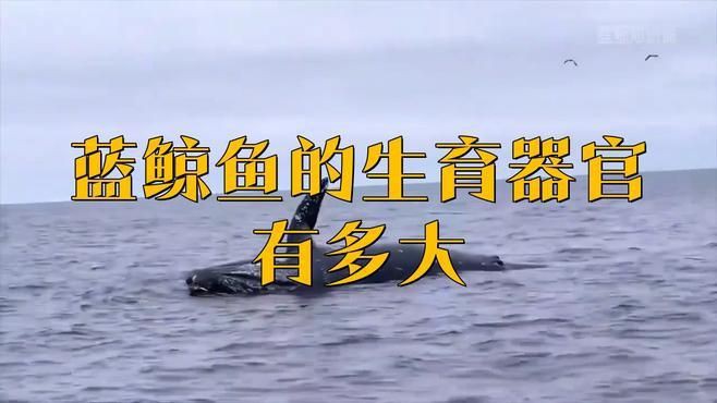 母鯨魚的陰部直徑是多少:藍鯨魚的生殖有多長念念師語課藍鯨魚的生殖技巧大揭秘 龍魚百科 第7張 母鯨魚的陰部直徑是多少:藍鯨魚的生殖有多長念念師語課藍鯨魚的生殖技巧大揭秘 母鯨魚的陰部直徑是多少:藍鯨魚的生殖有多長念念師語課藍鯨魚的生殖技巧大揭秘 龍魚百科 第7張