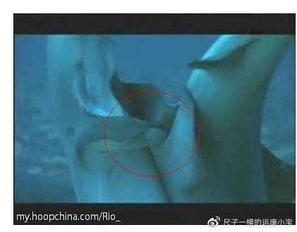 母鯨魚的陰部直徑是多少:藍鯨魚的生殖有多長念念師語課藍鯨魚的生殖技巧大揭秘 龍魚百科 第3張 母鯨魚的陰部直徑是多少:藍鯨魚的生殖有多長念念師語課藍鯨魚的生殖技巧大揭秘 母鯨魚的陰部直徑是多少:藍鯨魚的生殖有多長念念師語課藍鯨魚的生殖技巧大揭秘 龍魚百科 第3張