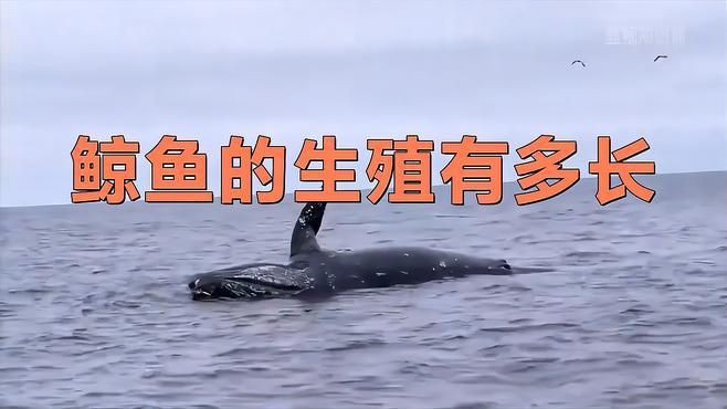 母鯨魚的陰部直徑是多少:藍鯨魚的生殖有多長念念師語課藍鯨魚的生殖技巧大揭秘 龍魚百科 第6張 母鯨魚的陰部直徑是多少:藍鯨魚的生殖有多長念念師語課藍鯨魚的生殖技巧大揭秘 母鯨魚的陰部直徑是多少:藍鯨魚的生殖有多長念念師語課藍鯨魚的生殖技巧大揭秘 龍魚百科 第6張