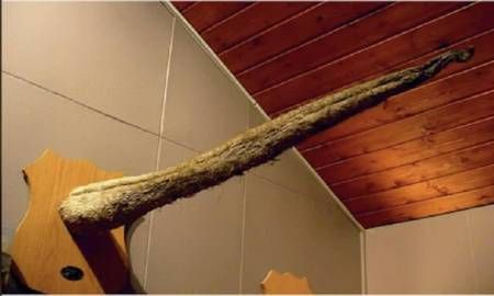 母鯨魚的陰部直徑是多少:藍鯨魚的生殖有多長念念師語課藍鯨魚的生殖技巧大揭秘 龍魚百科 第8張 母鯨魚的陰部直徑是多少:藍鯨魚的生殖有多長念念師語課藍鯨魚的生殖技巧大揭秘 母鯨魚的陰部直徑是多少:藍鯨魚的生殖有多長念念師語課藍鯨魚的生殖技巧大揭秘 龍魚百科 第8張