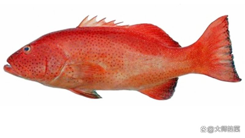 東星斑魚是淡水魚還是海魚：東星斑怎么吃更健康一分鐘了解東星斑怎么吃更健康 東星斑魚是淡水魚還是海魚：東星斑怎么吃更健康一分鐘了解東星斑怎么吃更健康 龍魚論壇 第6張