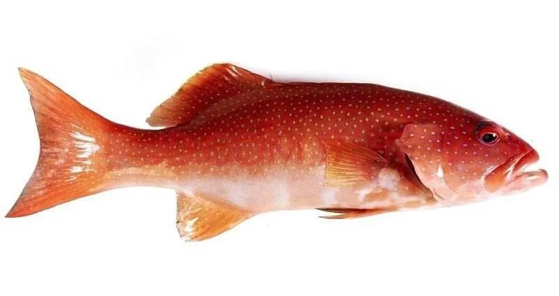 東星斑魚是淡水魚還是海魚：東星斑怎么吃更健康一分鐘了解東星斑怎么吃更健康