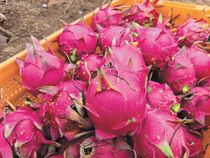 內江龍魚店：內江龍魚店有線上銷售嗎 內江龍魚店：內江龍魚店有線上銷售嗎 全國水族館企業名錄 第3張