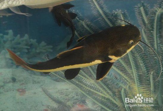 貓和魚共養(yǎng)需要多長時間適應？：招財貓魚要怎么養(yǎng) 貓和魚共養(yǎng)需要多長時間適應？：招財貓魚要怎么養(yǎng) 龍魚百科 第3張