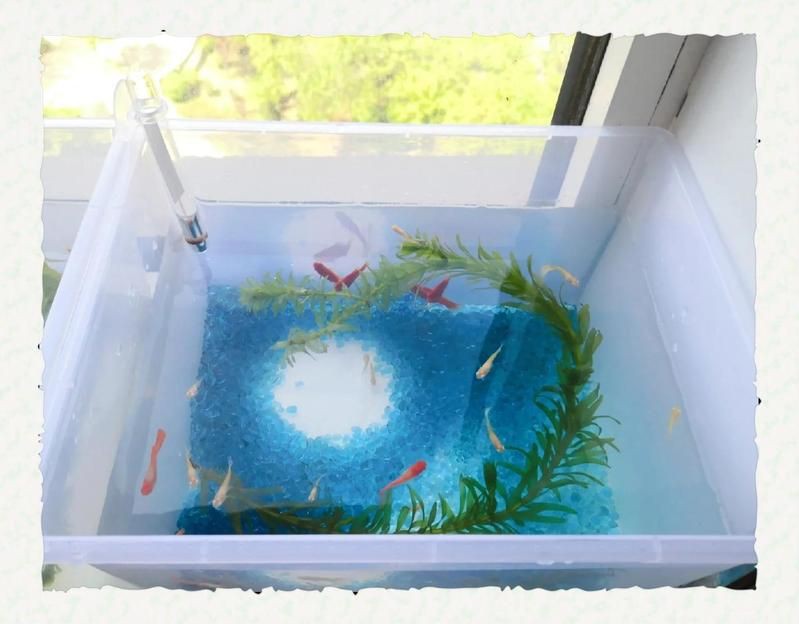 貓和魚共養(yǎng)需要多長時間適應？：招財貓魚要怎么養(yǎng) 貓和魚共養(yǎng)需要多長時間適應？：招財貓魚要怎么養(yǎng) 龍魚百科 第2張