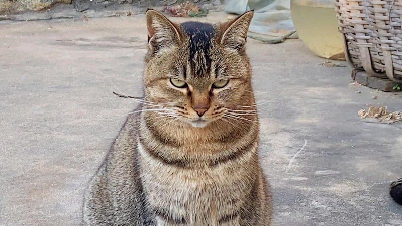 貓和魚共養(yǎng)需要多長時間適應？：招財貓魚要怎么養(yǎng) 貓和魚共養(yǎng)需要多長時間適應？：招財貓魚要怎么養(yǎng) 龍魚百科 第4張