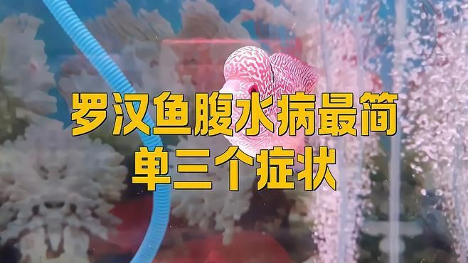 有哪些觀賞魚容易得腹水？：孔雀魚腹水的一些原因 有哪些觀賞魚容易得腹水？：孔雀魚腹水的一些原因 龍魚百科 第5張