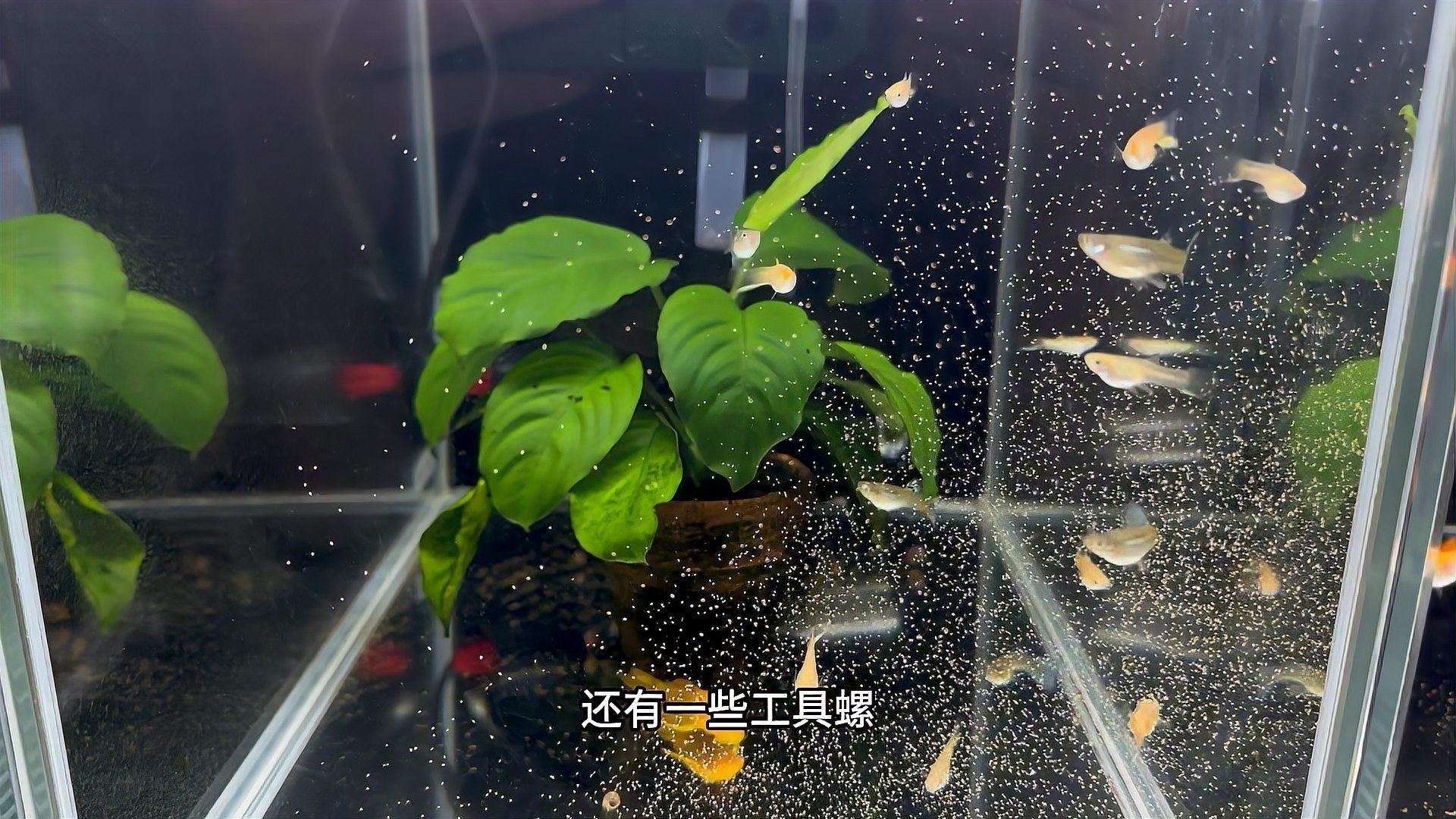 有哪些觀賞魚容易得腹水？：孔雀魚腹水的一些原因 有哪些觀賞魚容易得腹水？：孔雀魚腹水的一些原因 龍魚百科 第1張