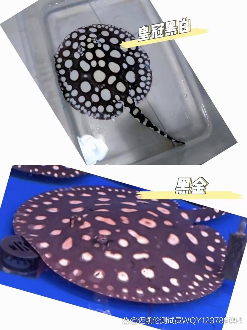 皇冠魟魚怎么看品質(zhì)圖解：“皇冠魟魚品質(zhì)判定”展開詳細(xì)解析 皇冠魟魚怎么看品質(zhì)圖解：“皇冠魟魚品質(zhì)判定”展開詳細(xì)解析 龍魚論壇 第2張