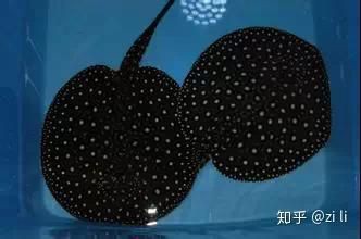 皇冠魟魚怎么看品質(zhì)圖解：“皇冠魟魚品質(zhì)判定”展開詳細(xì)解析 皇冠魟魚怎么看品質(zhì)圖解：“皇冠魟魚品質(zhì)判定”展開詳細(xì)解析 龍魚論壇 第7張