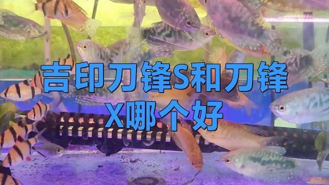 吉印水草燈和吉印刀鋒有什么區別：“吉印水草燈”與“吉印刀鋒”兩款產品的核心差異展開分析