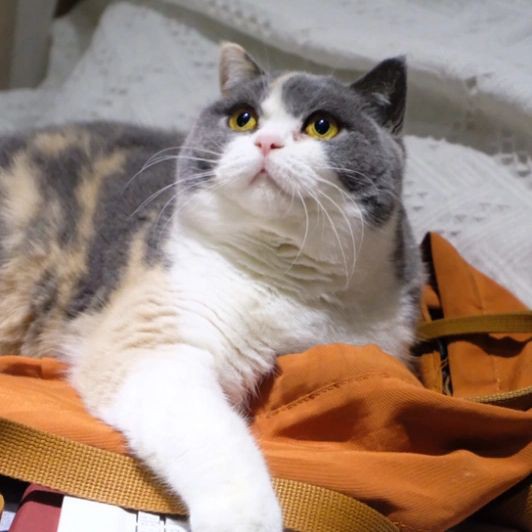 吉印水草燈和吉印刀鋒有什么區(qū)別：“吉印水草燈”與“吉印刀鋒”兩款產(chǎn)品的核心差異展開(kāi)分析