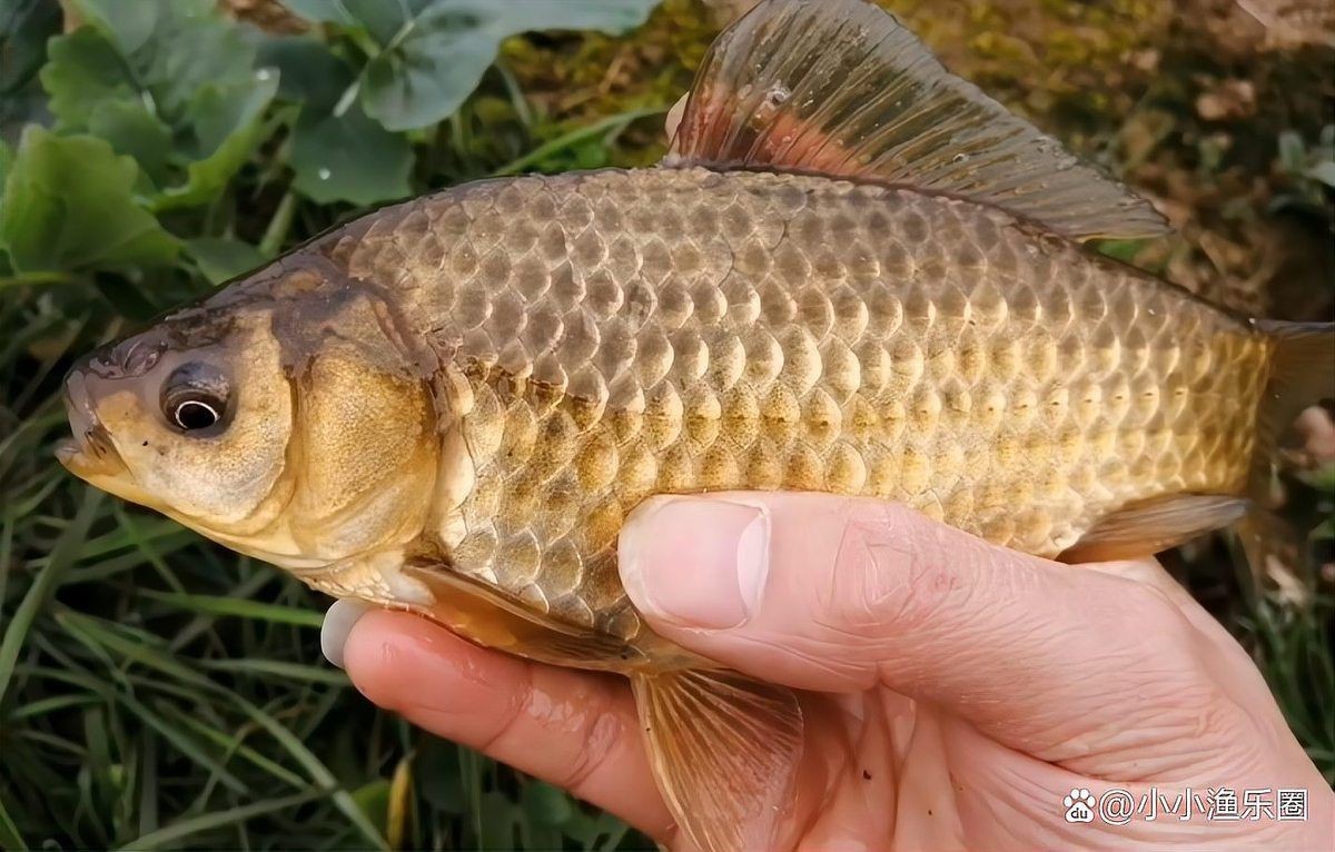 六七斤的鯉魚算大嗎：六七斤的鯉魚在不同語(yǔ)境下具有差異化的評(píng)價(jià)標(biāo)準(zhǔn)