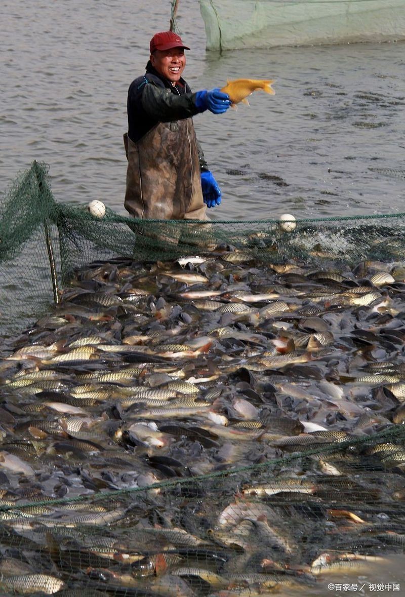 六七斤的鯉魚算大嗎：六七斤的鯉魚在不同語(yǔ)境下具有差異化的評(píng)價(jià)標(biāo)準(zhǔn)