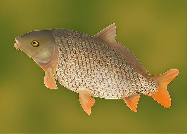 六七斤的鯉魚算大嗎：六七斤的鯉魚在不同語(yǔ)境下具有差異化的評(píng)價(jià)標(biāo)準(zhǔn)