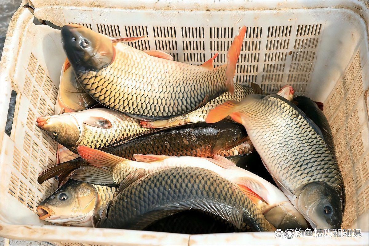 六七斤的鯉魚算大嗎：六七斤的鯉魚在不同語(yǔ)境下具有差異化的評(píng)價(jià)標(biāo)準(zhǔn)