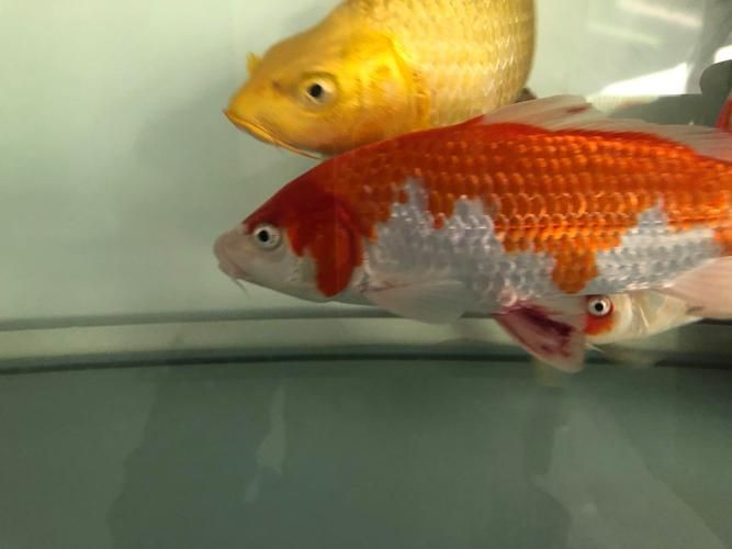 提供幾張魚鰭根部紅腫充血的圖片：——魚鰭根部紅腫充血治療方法