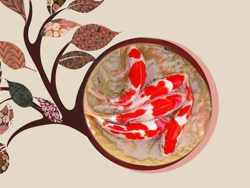 提供幾張魚鰭根部紅腫充血的圖片：——魚鰭根部紅腫充血治療方法