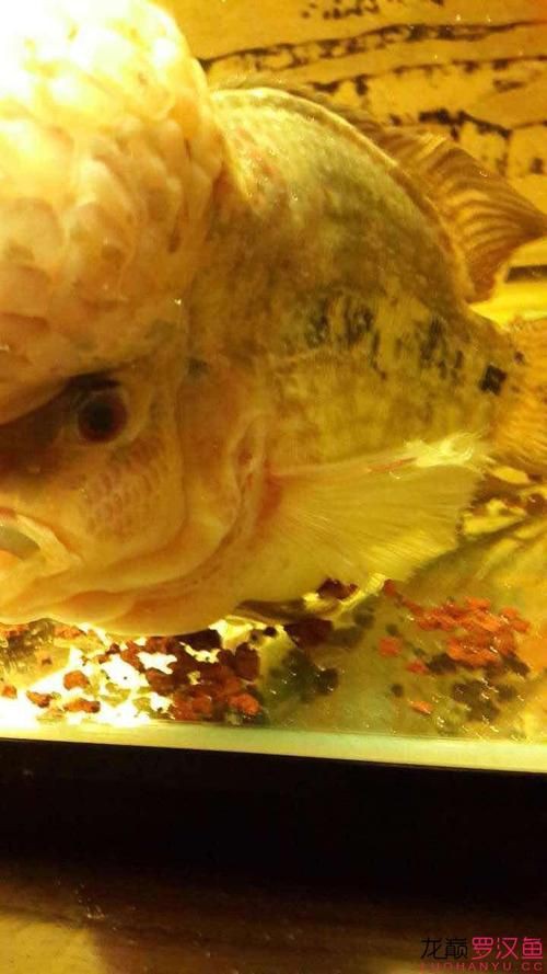 提供幾張魚鰭根部紅腫充血的圖片：——魚鰭根部紅腫充血治療方法