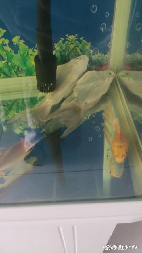 提供幾張魚鰭根部紅腫充血的圖片：——魚鰭根部紅腫充血治療方法