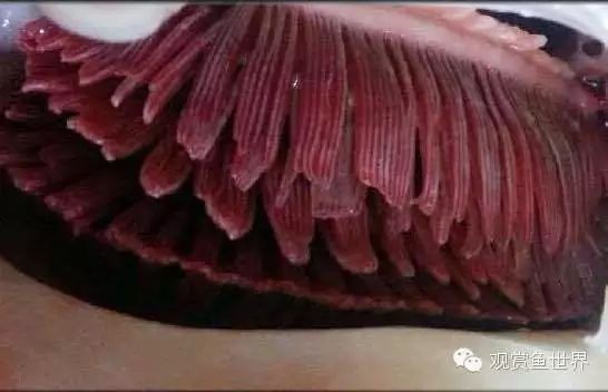 提供幾張魚鰭根部紅腫充血的圖片：——魚鰭根部紅腫充血治療方法