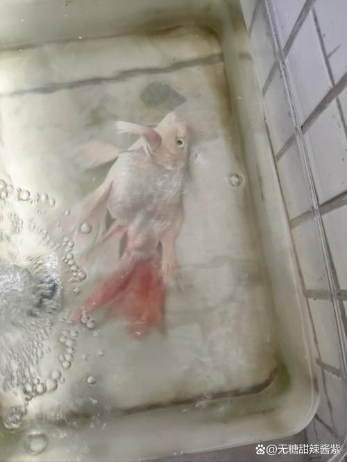 提供幾張魚鰭根部紅腫充血的圖片：——魚鰭根部紅腫充血治療方法