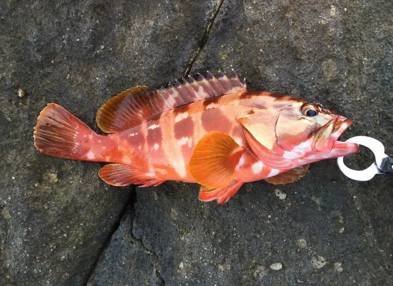 紅丁魚是什么檔次的魚：紅丁魚市場價格如何紅丁魚市場價格如何紅丁魚有哪些營養價值 紅丁魚是什么檔次的魚：紅丁魚市場價格如何紅丁魚市場價格如何紅丁魚有哪些營養價值 龍魚論壇 第1張