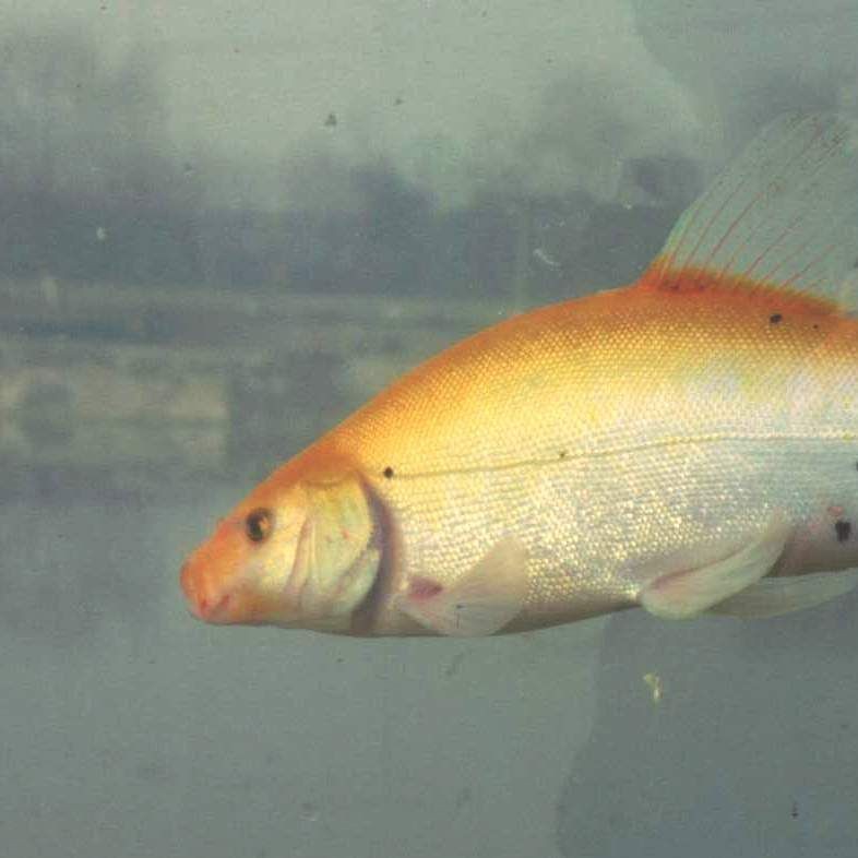 紅丁魚是什么檔次的魚：紅丁魚市場價格如何紅丁魚市場價格如何紅丁魚有哪些營養價值 紅丁魚是什么檔次的魚：紅丁魚市場價格如何紅丁魚市場價格如何紅丁魚有哪些營養價值 龍魚論壇 第10張