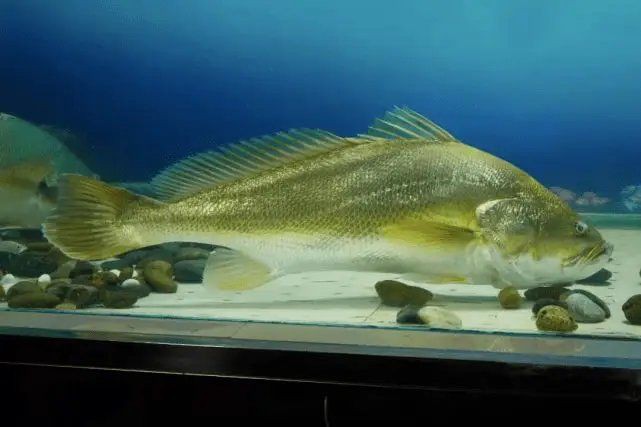 紅丁魚是什么檔次的魚：紅丁魚市場價格如何紅丁魚市場價格如何紅丁魚有哪些營養價值 紅丁魚是什么檔次的魚：紅丁魚市場價格如何紅丁魚市場價格如何紅丁魚有哪些營養價值 龍魚論壇 第4張