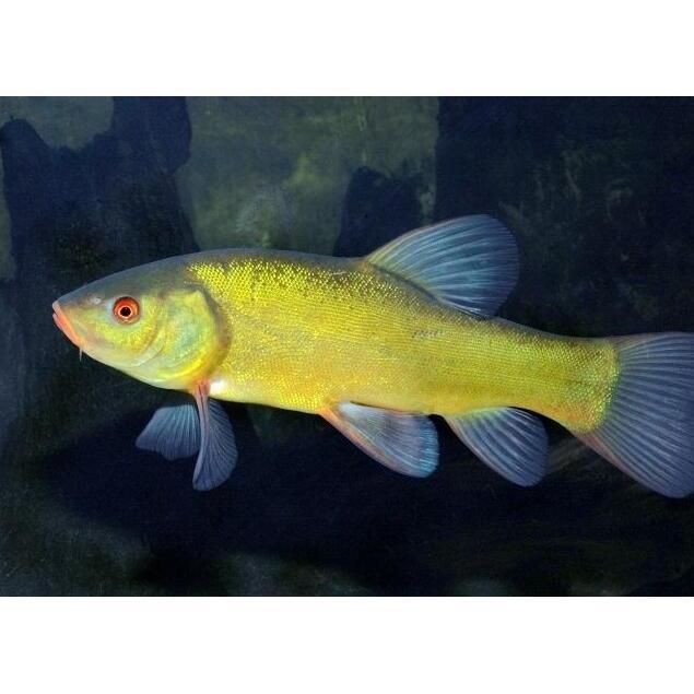 紅丁魚是什么檔次的魚：紅丁魚市場價格如何紅丁魚市場價格如何紅丁魚有哪些營養價值 紅丁魚是什么檔次的魚：紅丁魚市場價格如何紅丁魚市場價格如何紅丁魚有哪些營養價值 龍魚論壇 第8張