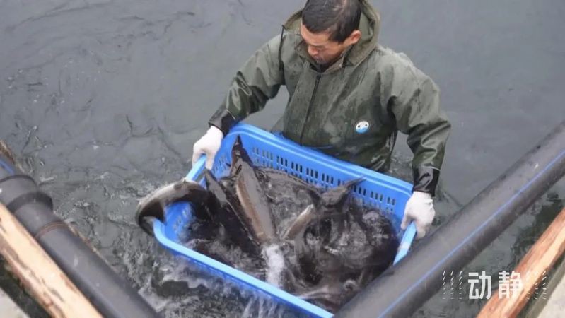 鳳岡水族店：鳳岡水族店地址在哪里 鳳岡水族店：鳳岡水族店地址在哪里 全國水族館企業名錄 第1張